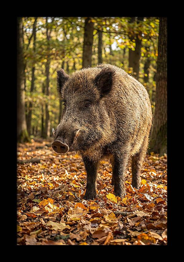 Wild Boar In Autumn Forest