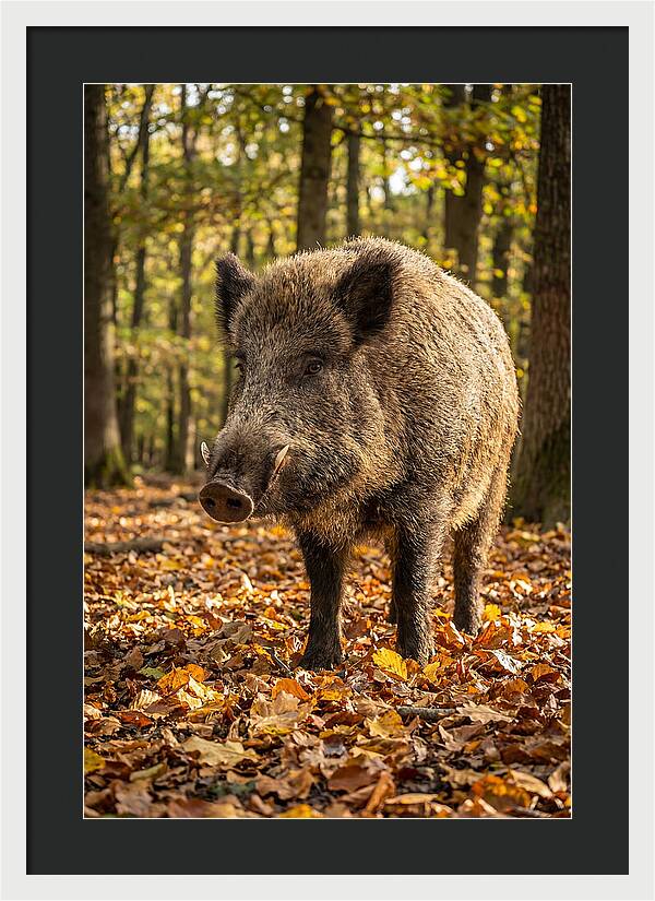 Wild Boar In Autumn Forest