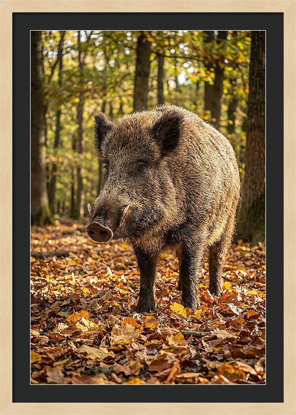 Wild Boar In Autumn Forest
