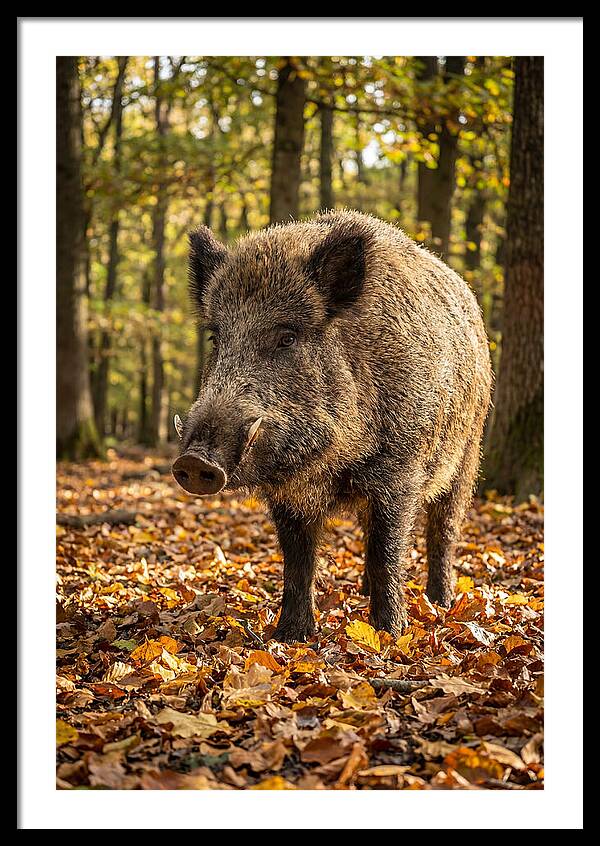 Wild Boar In Autumn Forest