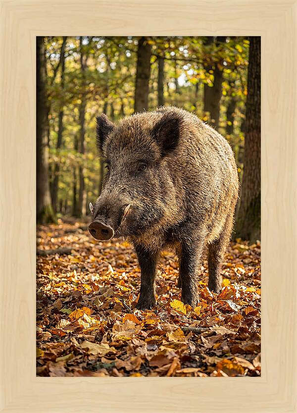 Wild Boar In Autumn Forest
