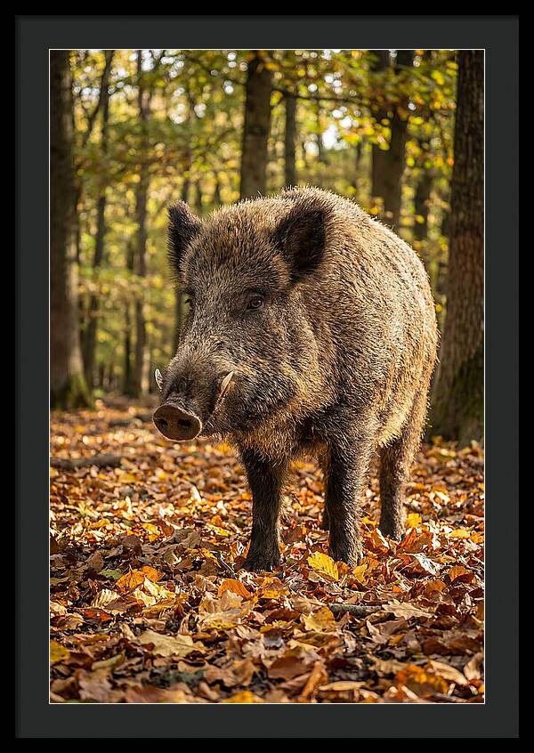 Wild Boar In Autumn Forest