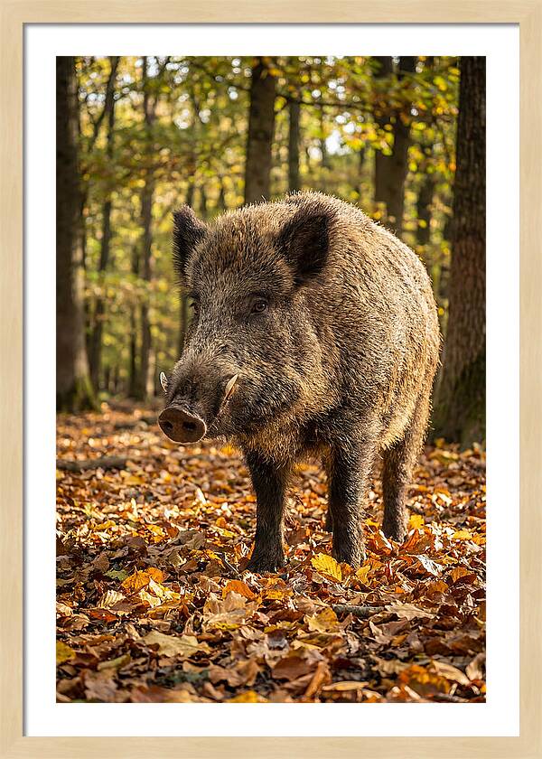 Wild Boar In Autumn Forest