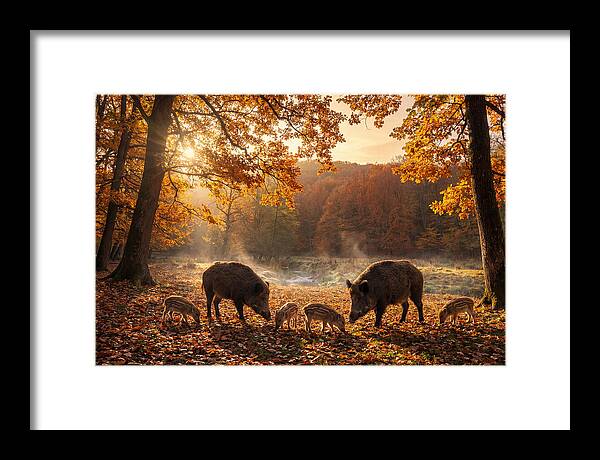 Wild Boars In Autumn Forest