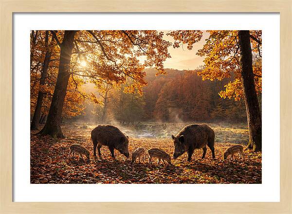 Wild Boars In Autumn Forest