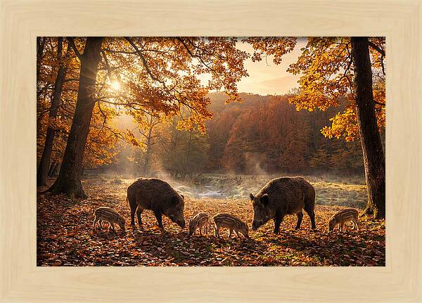 Wild Boars In Autumn Forest