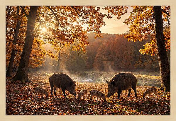 Wild Boars In Autumn Forest