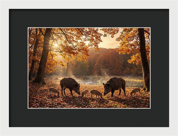 Wild Boars In Autumn Forest