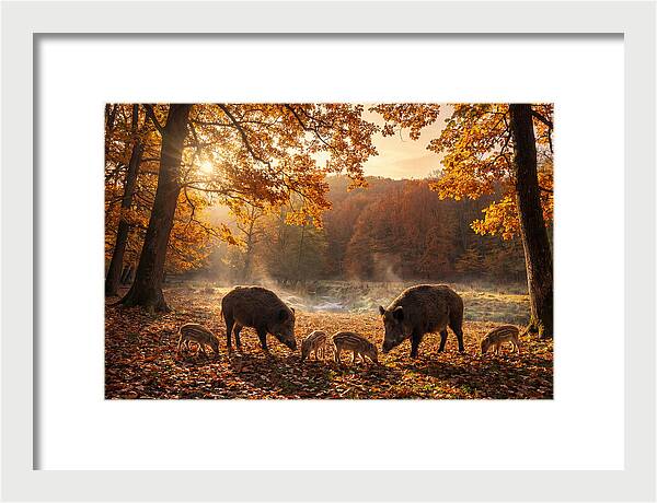 Wild Boars In Autumn Forest
