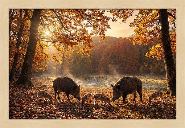 Wild Boars In Autumn Forest