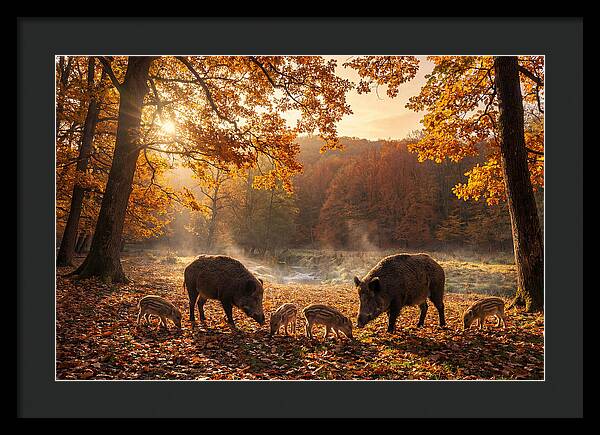 Wild Boars In Autumn Forest