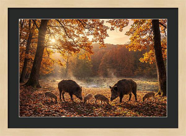 Wild Boars In Autumn Forest