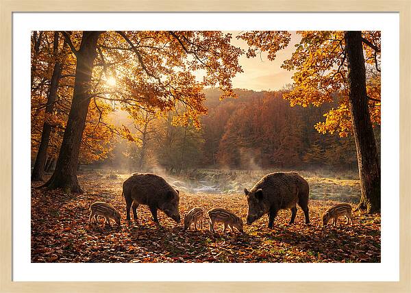 Wild Boars In Autumn Forest