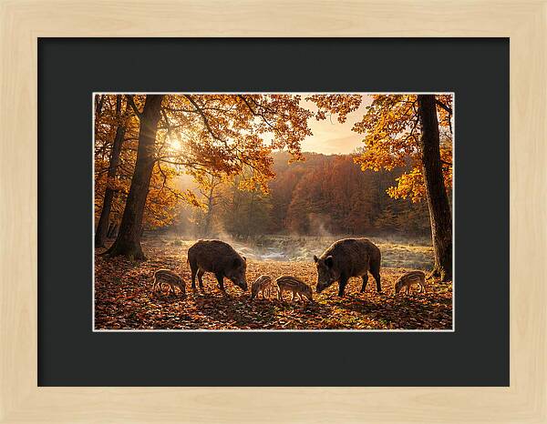 Wild Boars In Autumn Forest