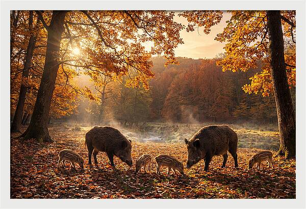Wild Boars In Autumn Forest