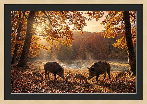 Wild Boars In Autumn Forest