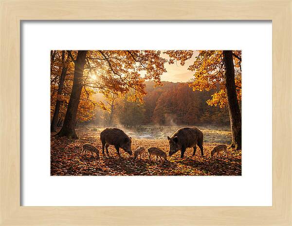 Wild Boars In Autumn Forest