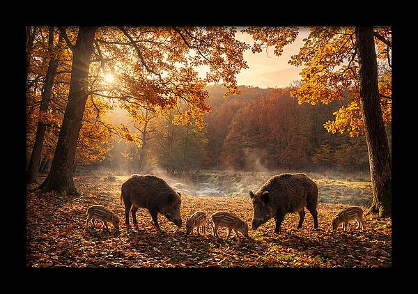 Wild Boars In Autumn Forest