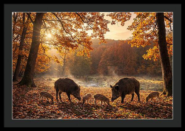 Wild Boars In Autumn Forest