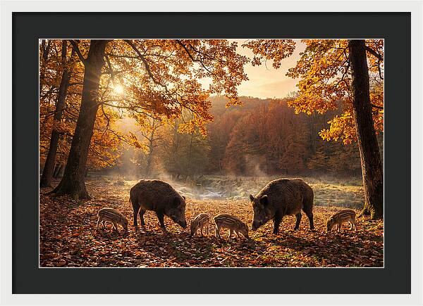 Wild Boars In Autumn Forest