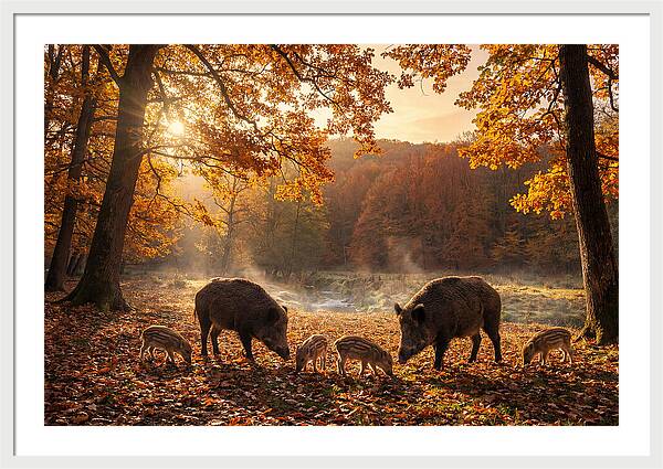 Wild Boars In Autumn Forest