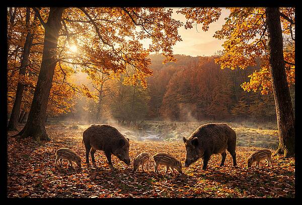 Wild Boars In Autumn Forest