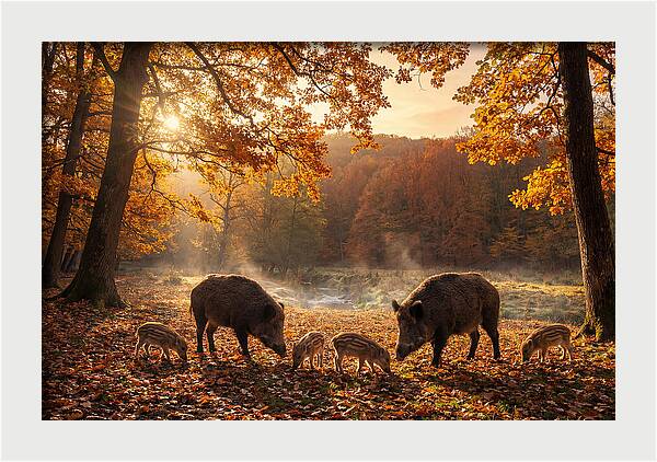 Wild Boars In Autumn Forest