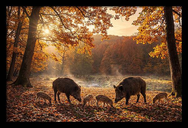 Wild Boars In Autumn Forest