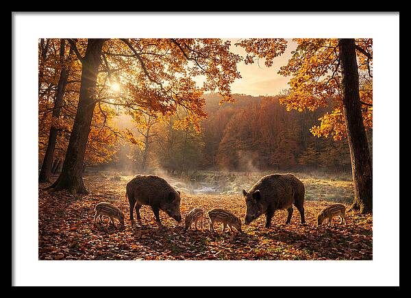 Wild Boars In Autumn Forest