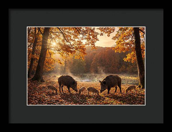 Wild Boars In Autumn Forest