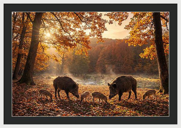 Wild Boars In Autumn Forest