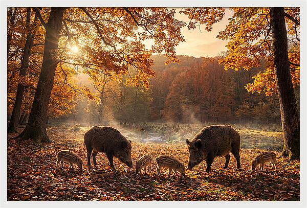 Wild Boars In Autumn Forest