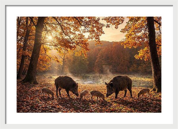 Wild Boars In Autumn Forest