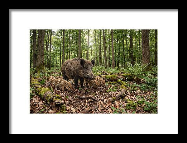 Wild Boars In Harmony