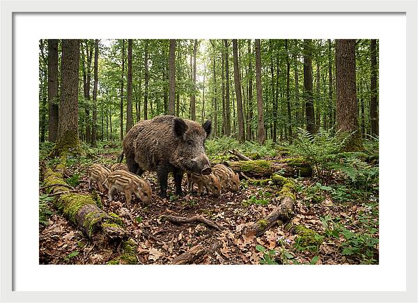 Wild Boars In Harmony