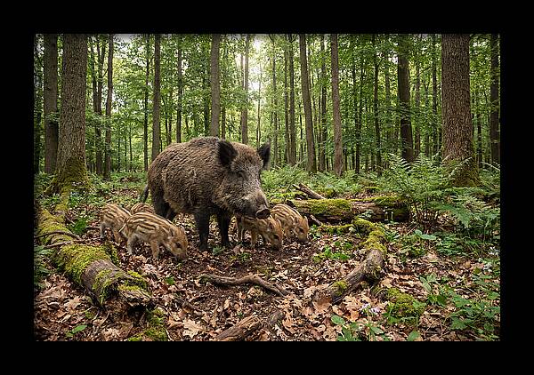Wild Boars In Harmony