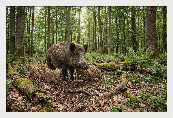 Wild Boars In Harmony