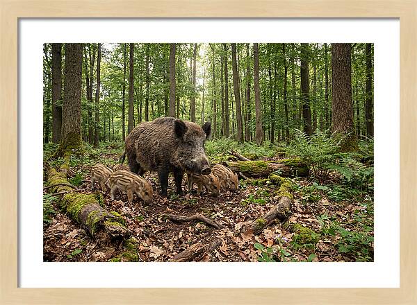 Wild Boars In Harmony