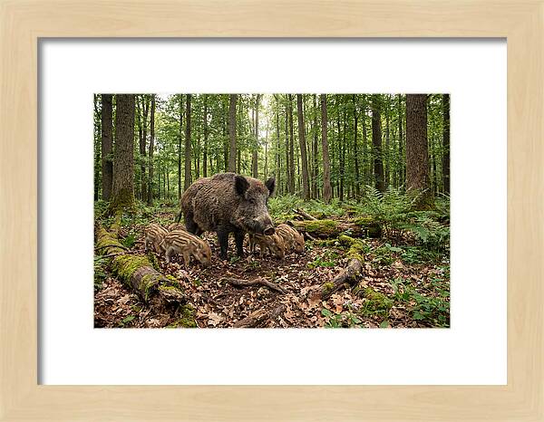 Wild Boars In Harmony
