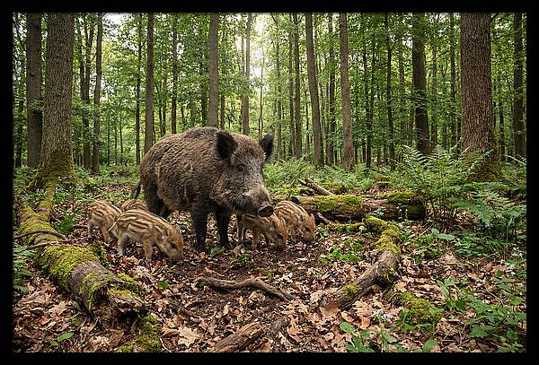 Wild Boars In Harmony