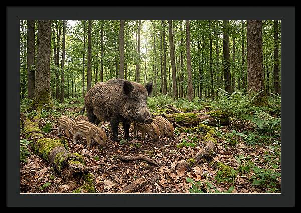 Wild Boars In Harmony