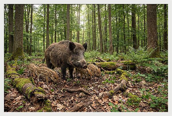 Wild Boars In Harmony