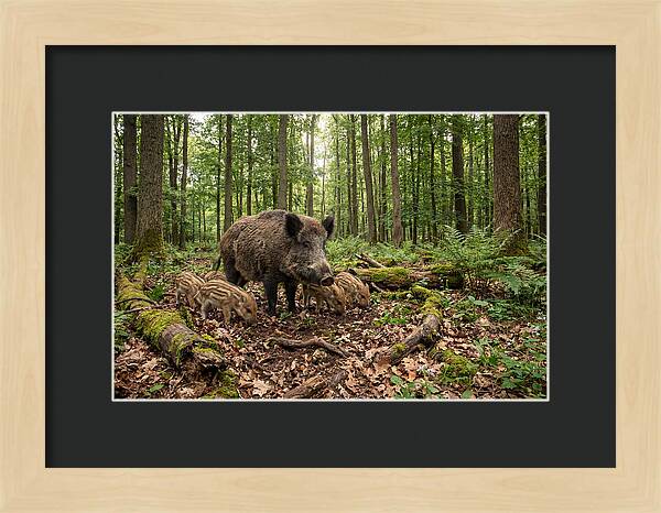 Wild Boars In Harmony