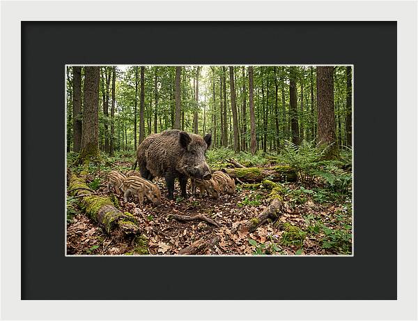 Wild Boars In Harmony