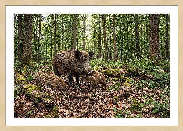 Wild Boars In Harmony