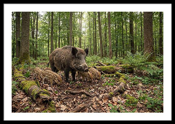 Piglet Art
