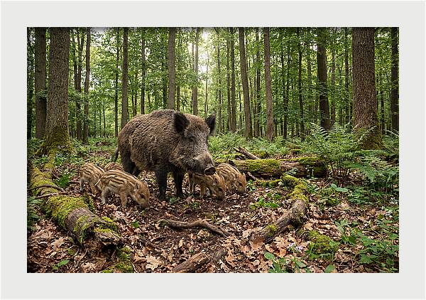 Wild Boars In Harmony