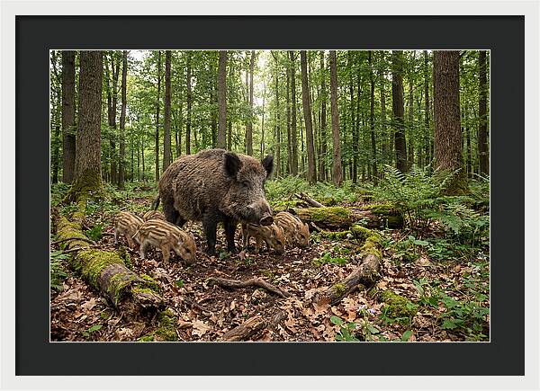Wild Boars In Harmony
