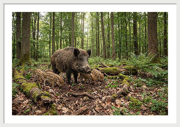 Wild Boars In Harmony