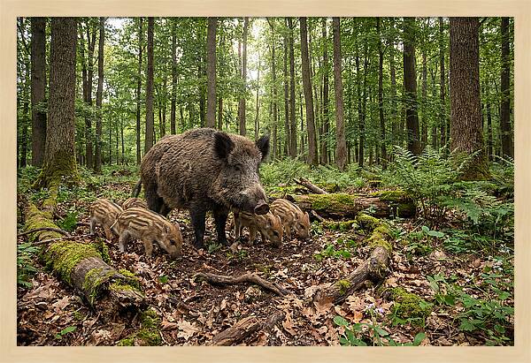 Wild Boars In Harmony